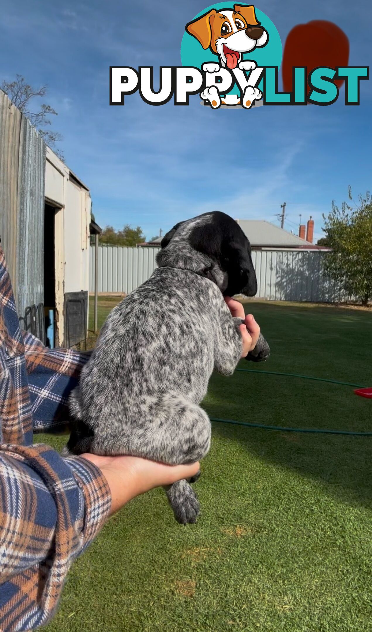 German shorthaired Pointer puppies