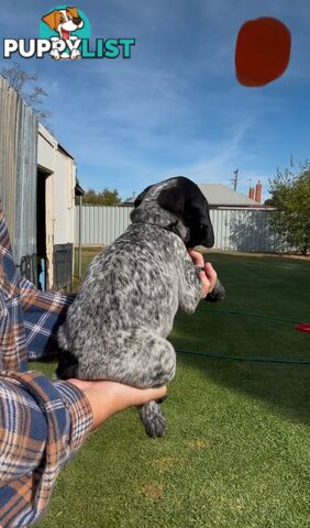 German shorthaired Pointer puppies