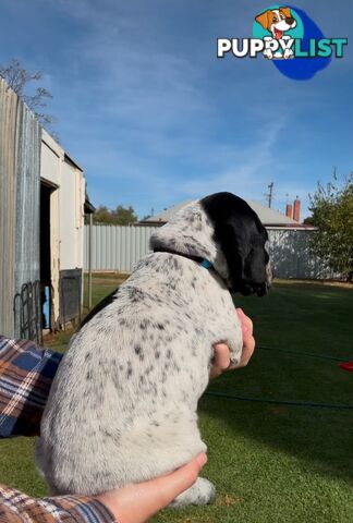 German shorthaired Pointer puppies