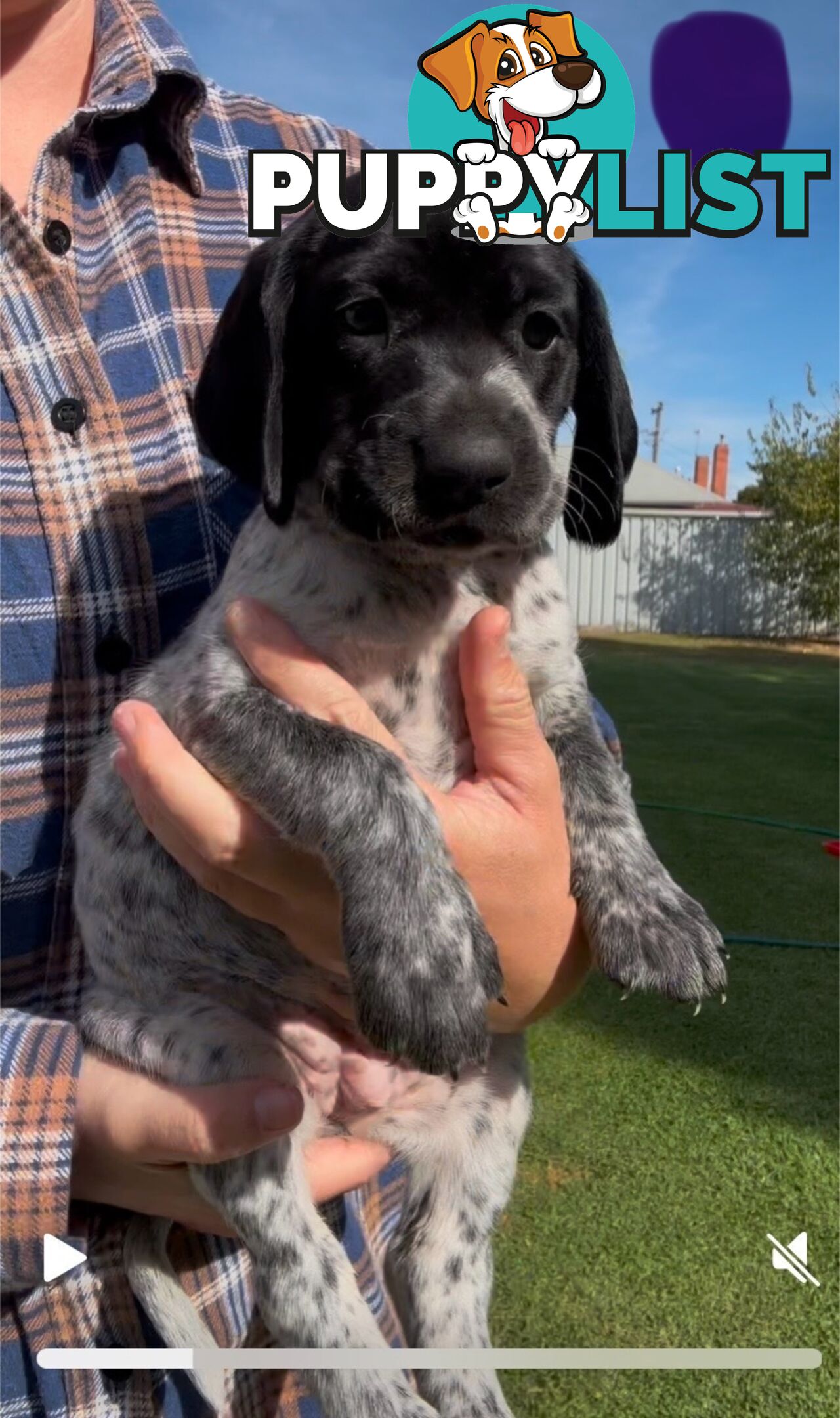 German shorthaired Pointer puppies