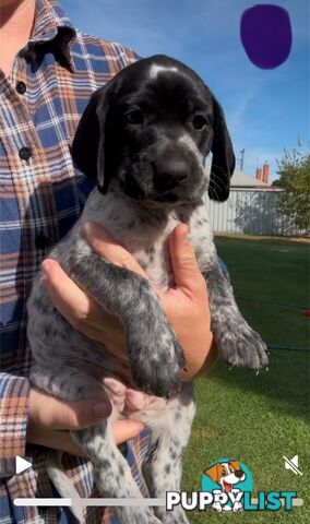 German shorthaired Pointer puppies