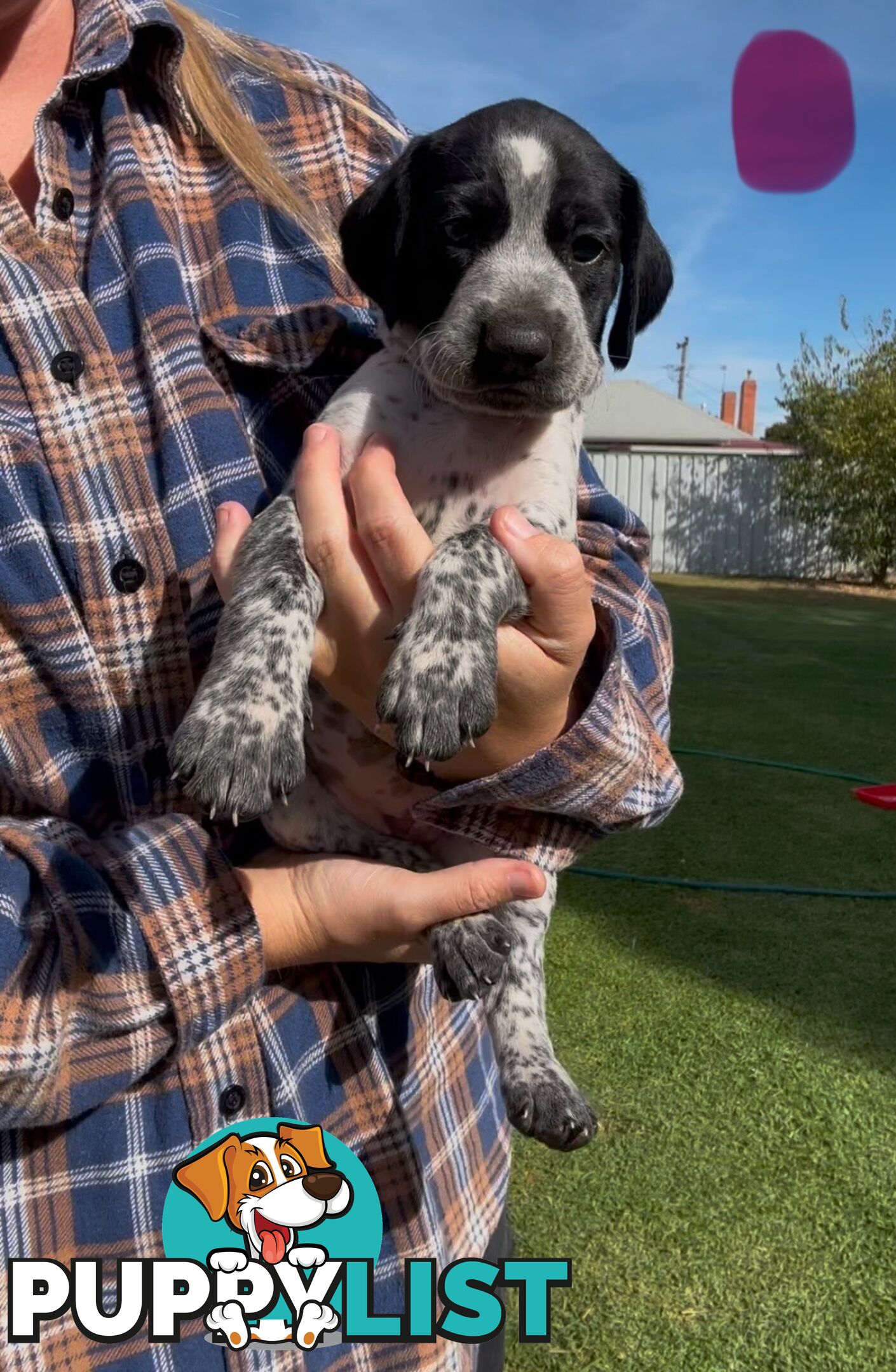 German shorthaired Pointer puppies