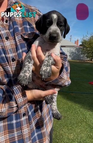 German shorthaired Pointer puppies