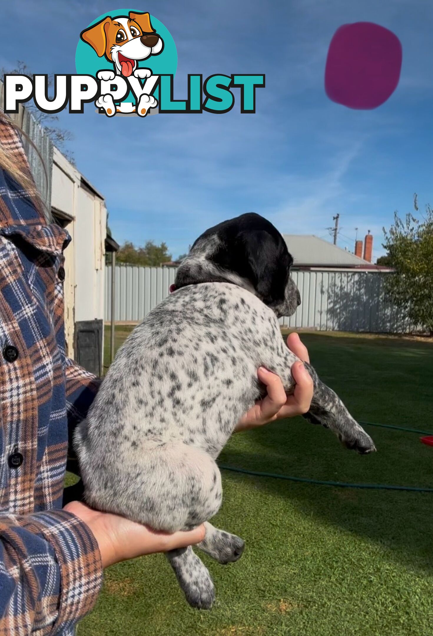 German shorthaired Pointer puppies