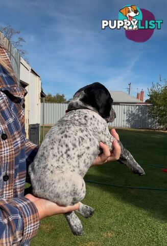 German shorthaired Pointer puppies