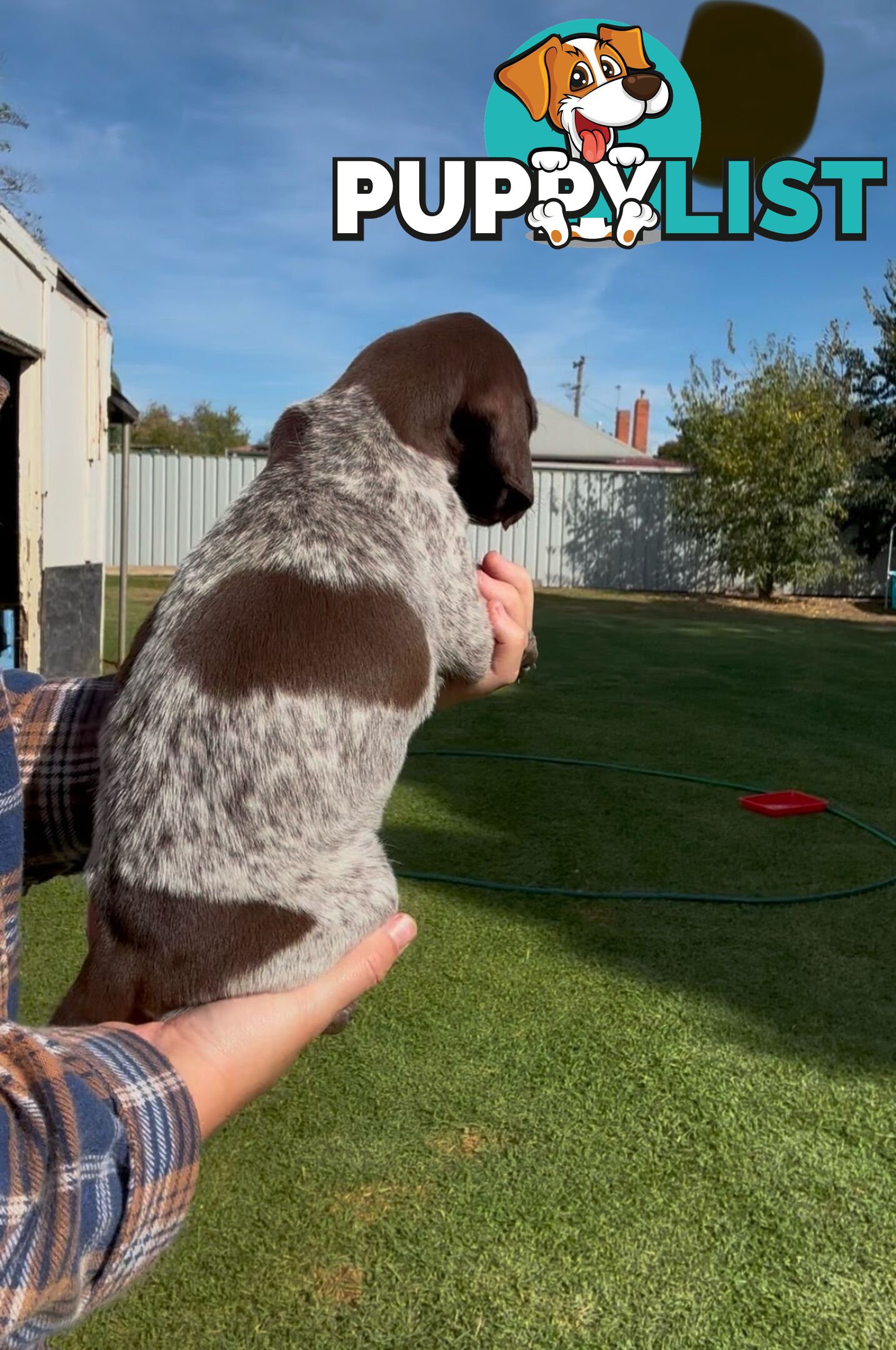 German shorthaired Pointer puppies