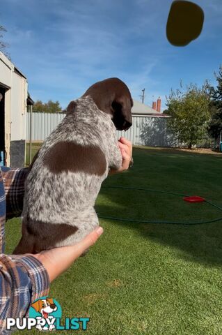 German shorthaired Pointer puppies