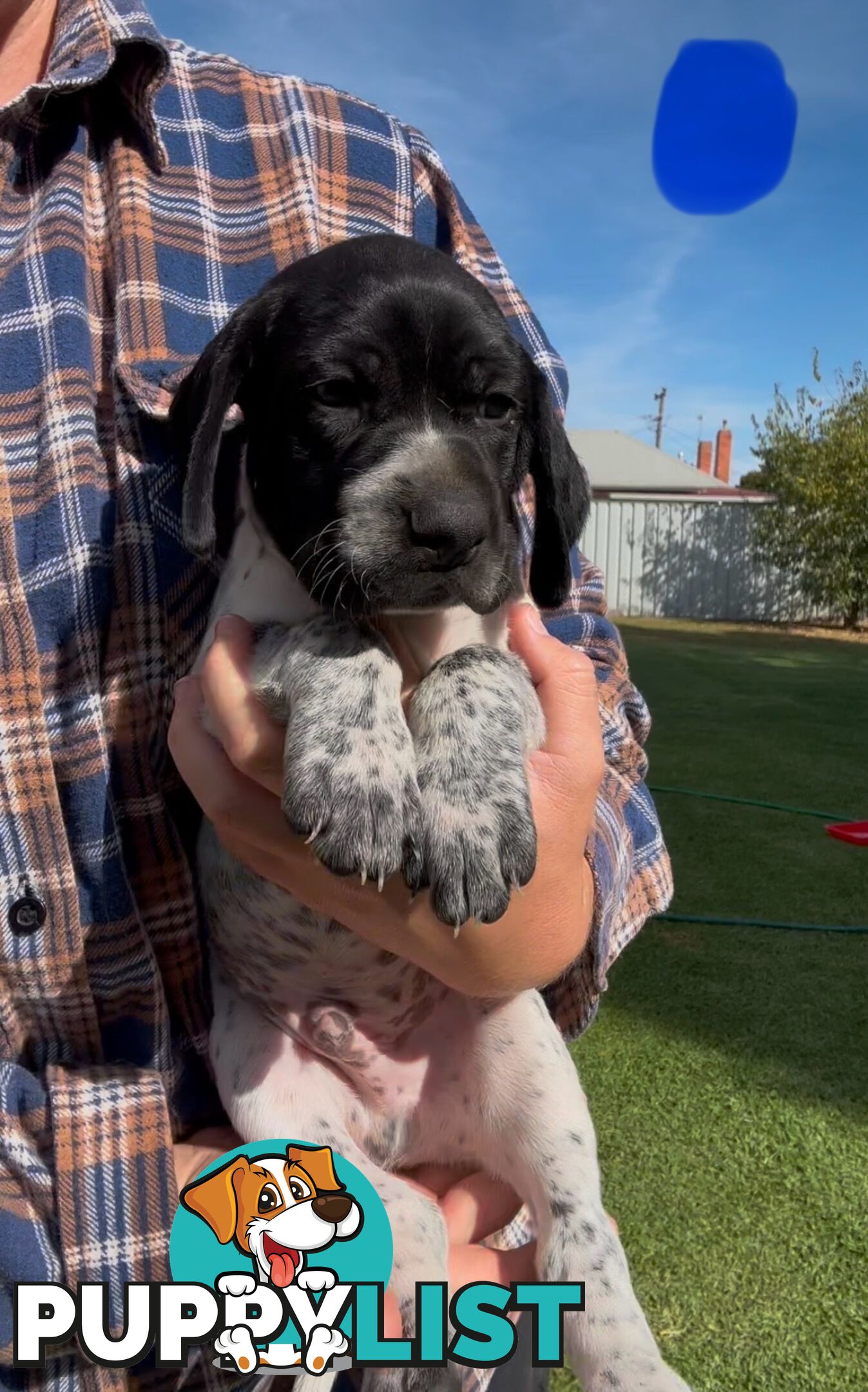 German shorthaired Pointer puppies