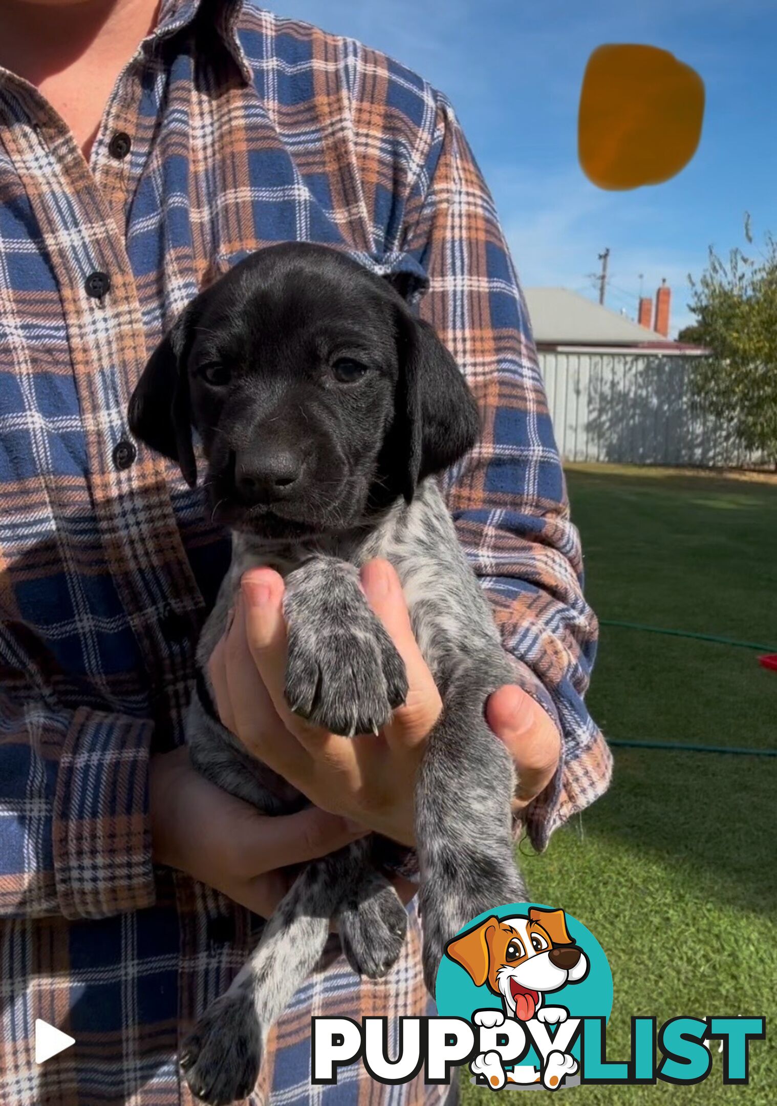 German shorthaired Pointer puppies