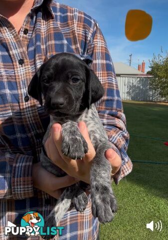 German shorthaired Pointer puppies