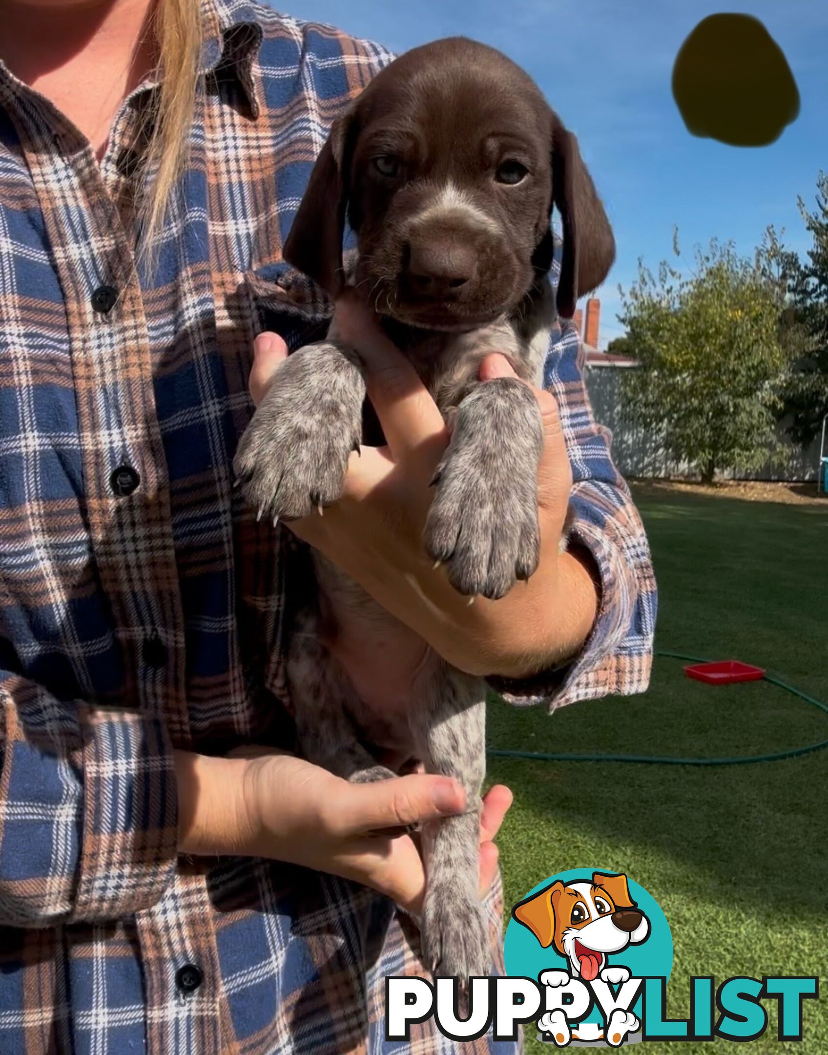 German shorthaired Pointer puppies