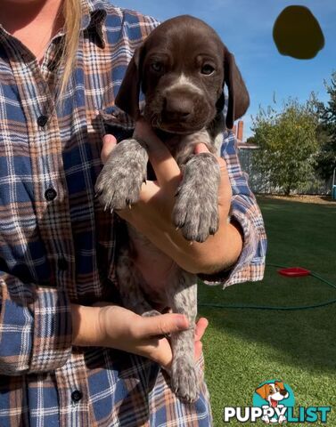 German shorthaired Pointer puppies