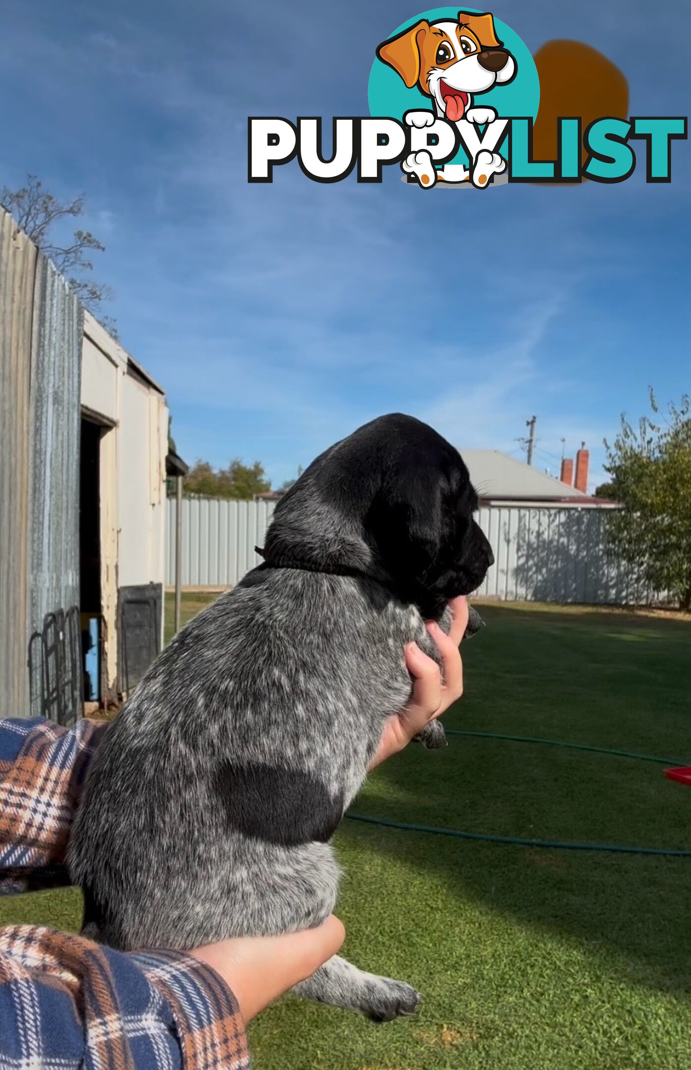 German shorthaired Pointer puppies