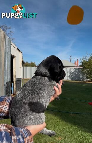 German shorthaired Pointer puppies