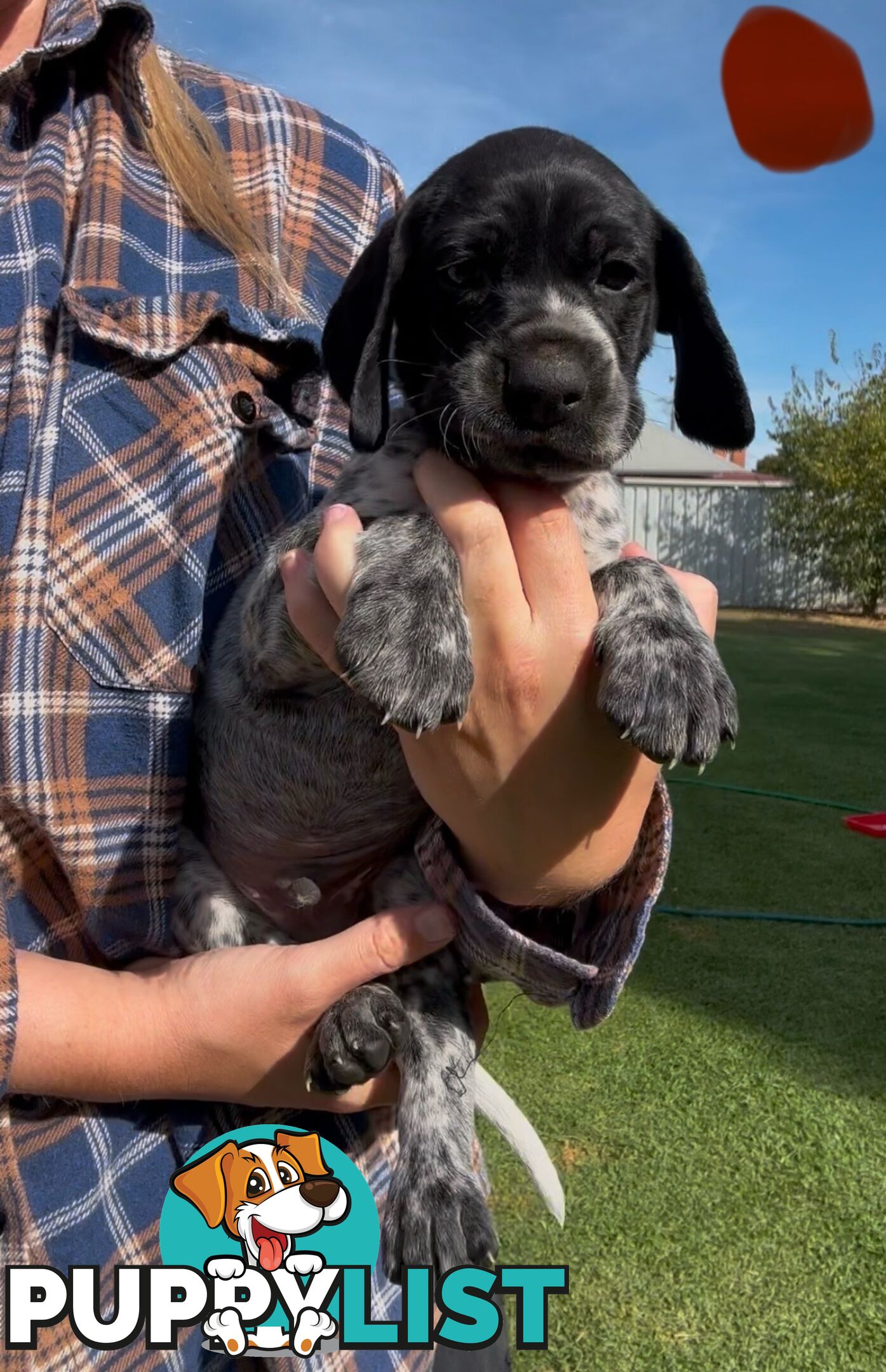 German shorthaired Pointer puppies
