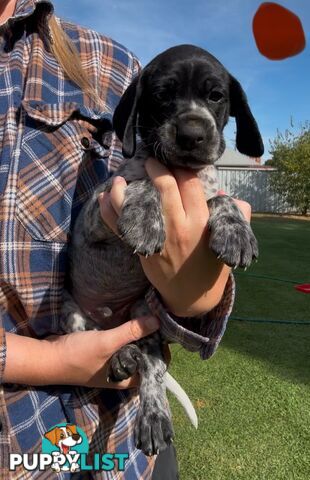 German shorthaired Pointer puppies