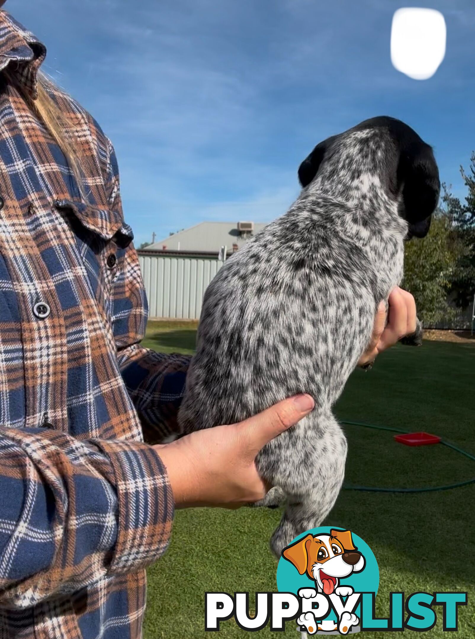 German shorthaired Pointer puppies