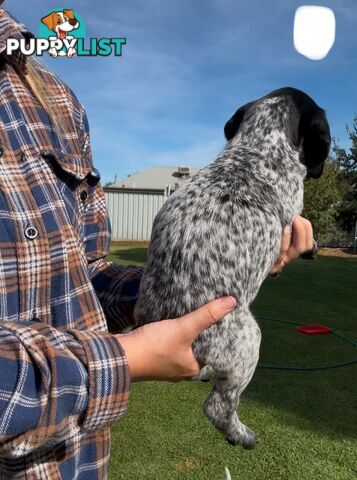 German shorthaired Pointer puppies