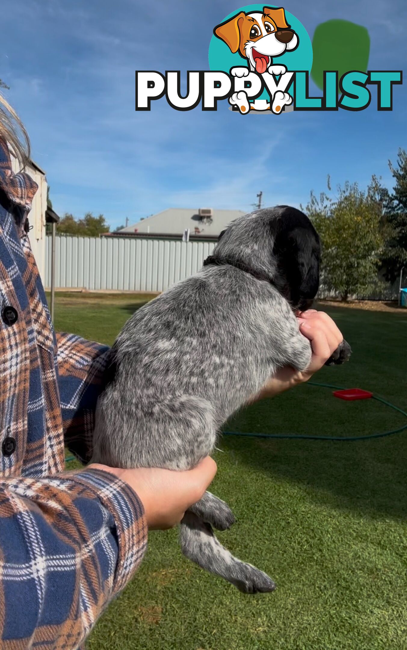 German shorthaired Pointer puppies