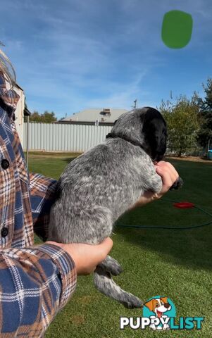 German shorthaired Pointer puppies