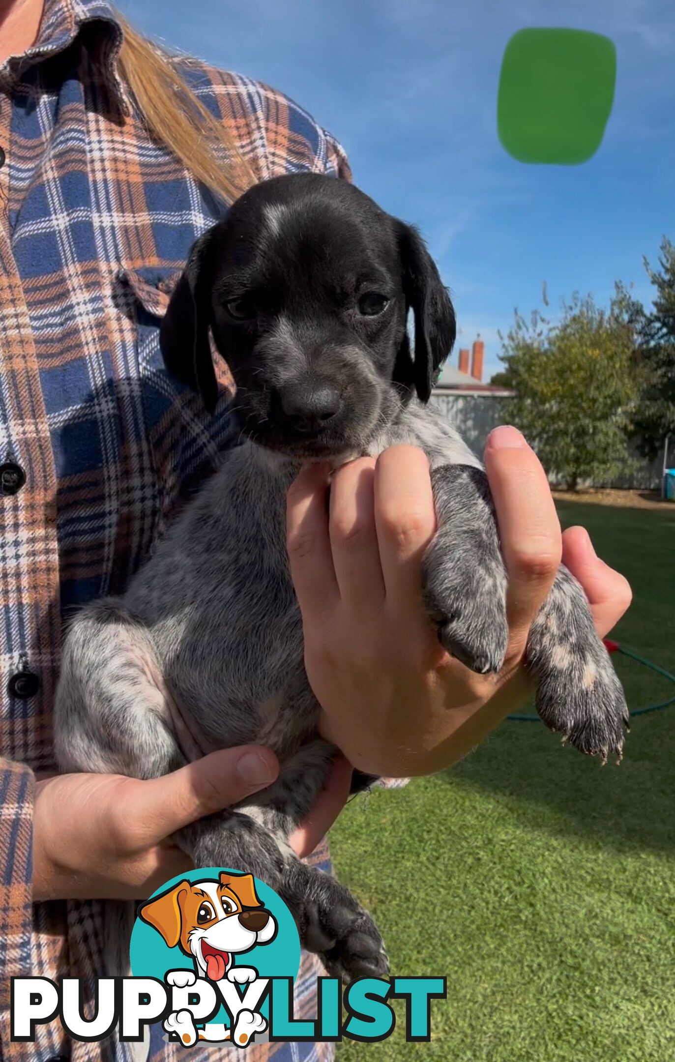 German shorthaired Pointer puppies