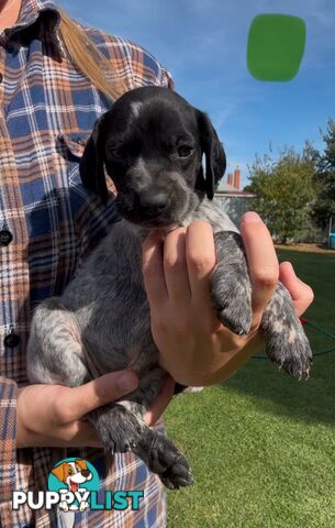 German shorthaired Pointer puppies