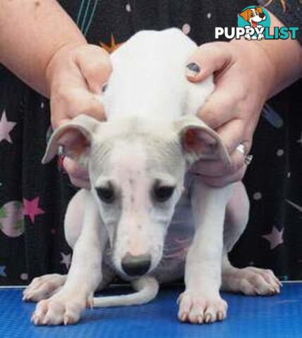 Whippet Pups - 1x boy &amp; 1x girl