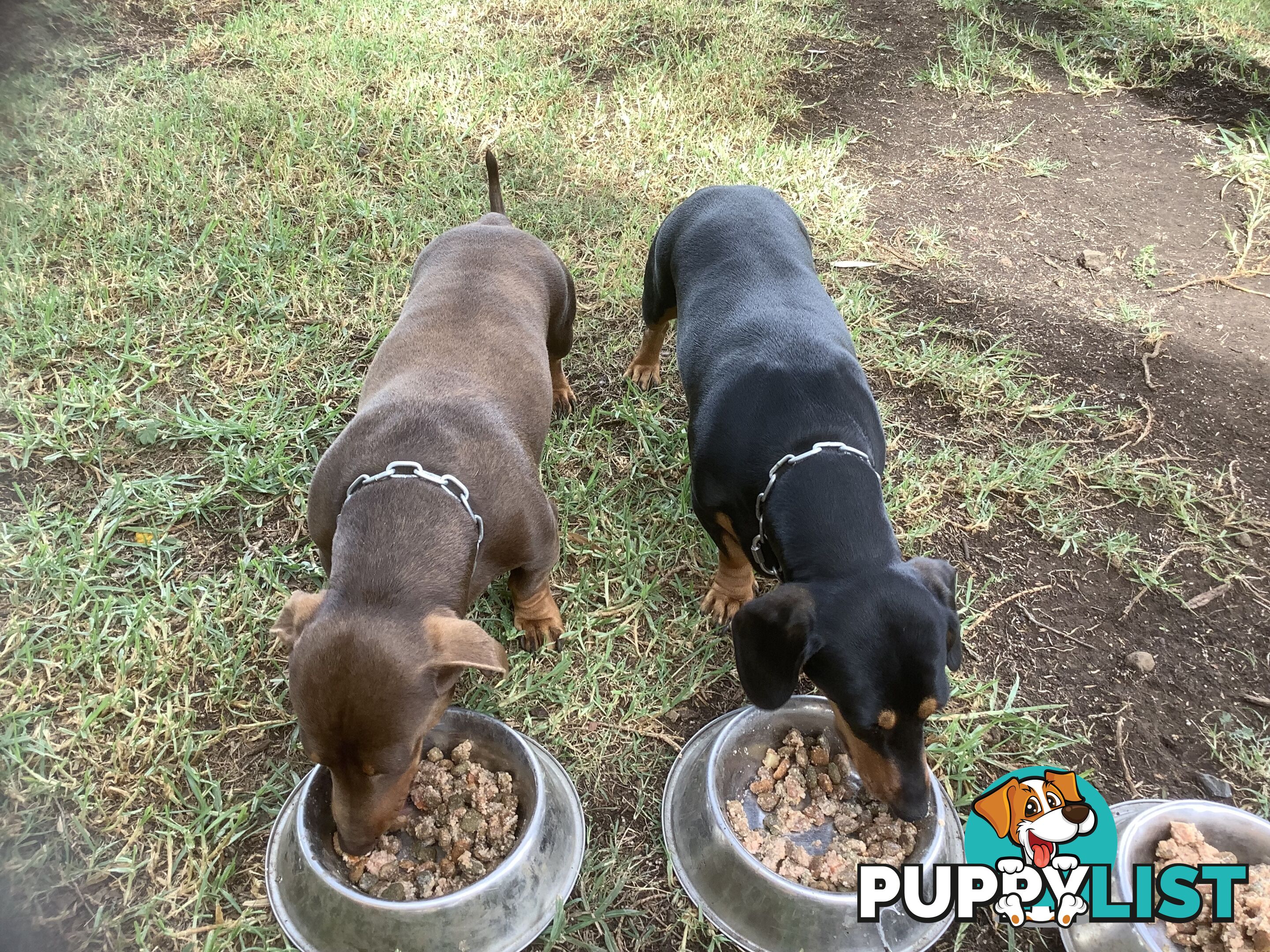 Beautiful miniature Dachshunds