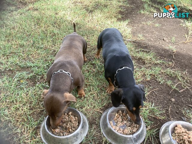 Beautiful miniature Dachshunds