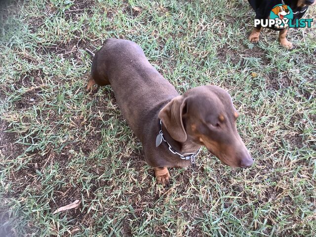 Beautiful miniature Dachshunds