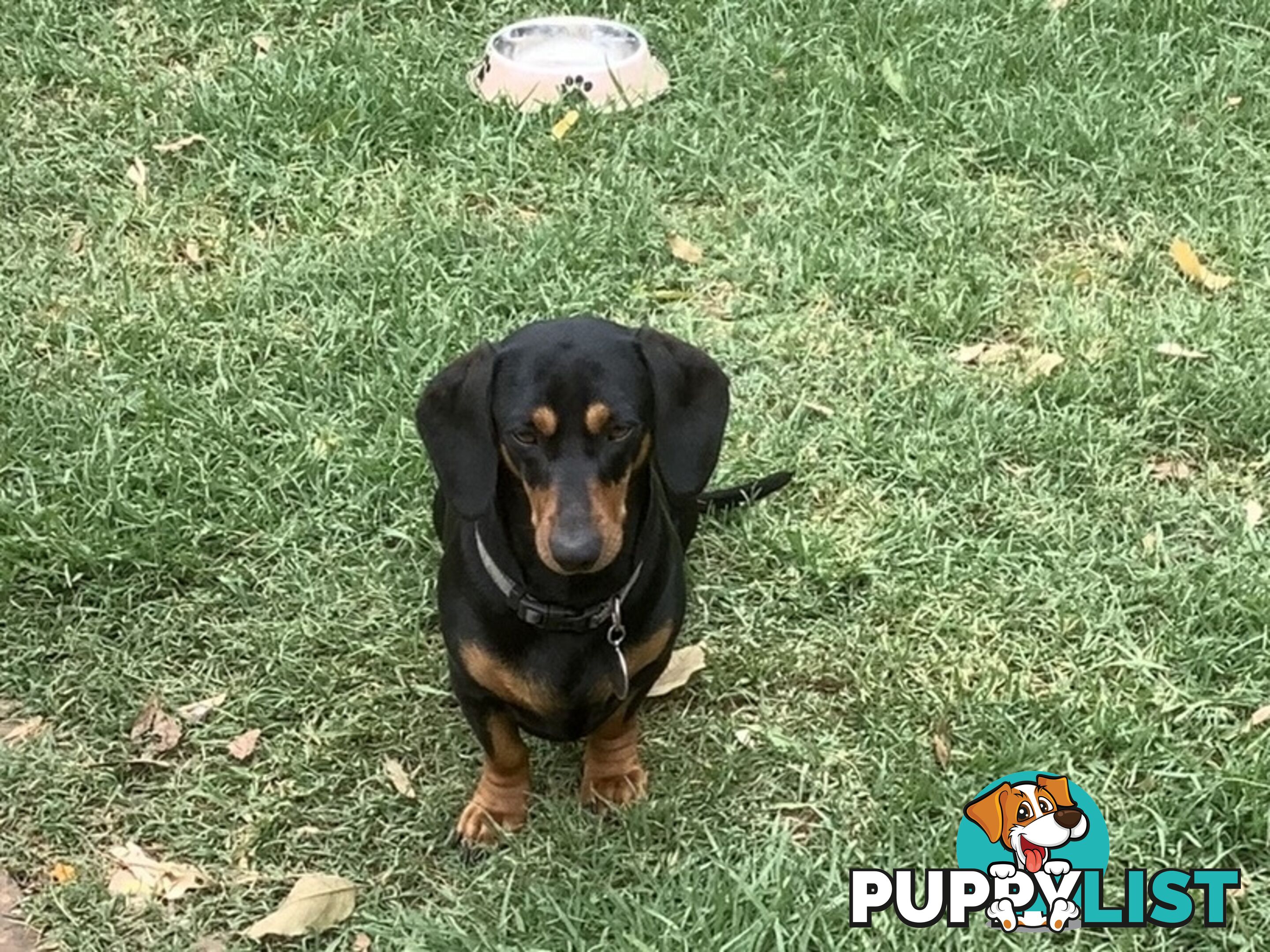 Beautiful miniature Dachshunds