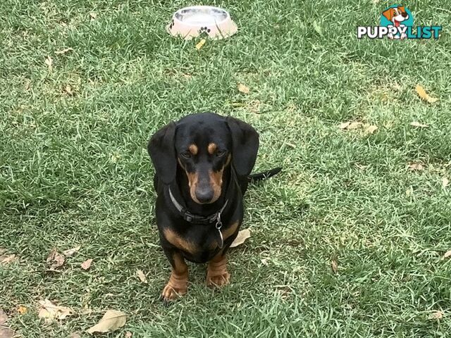 Beautiful miniature Dachshunds