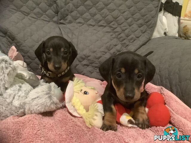 Beautiful miniature Dachshunds