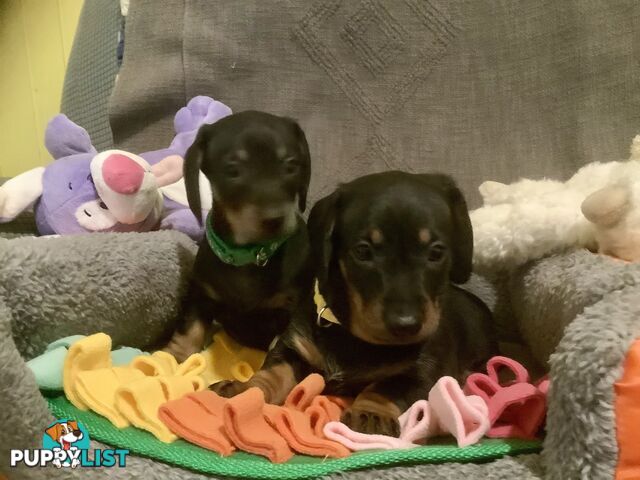 Beautiful miniature Dachshunds