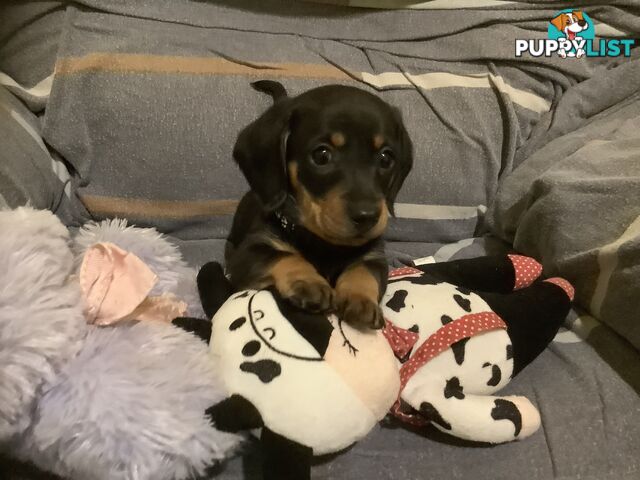 Beautiful miniature Dachshunds