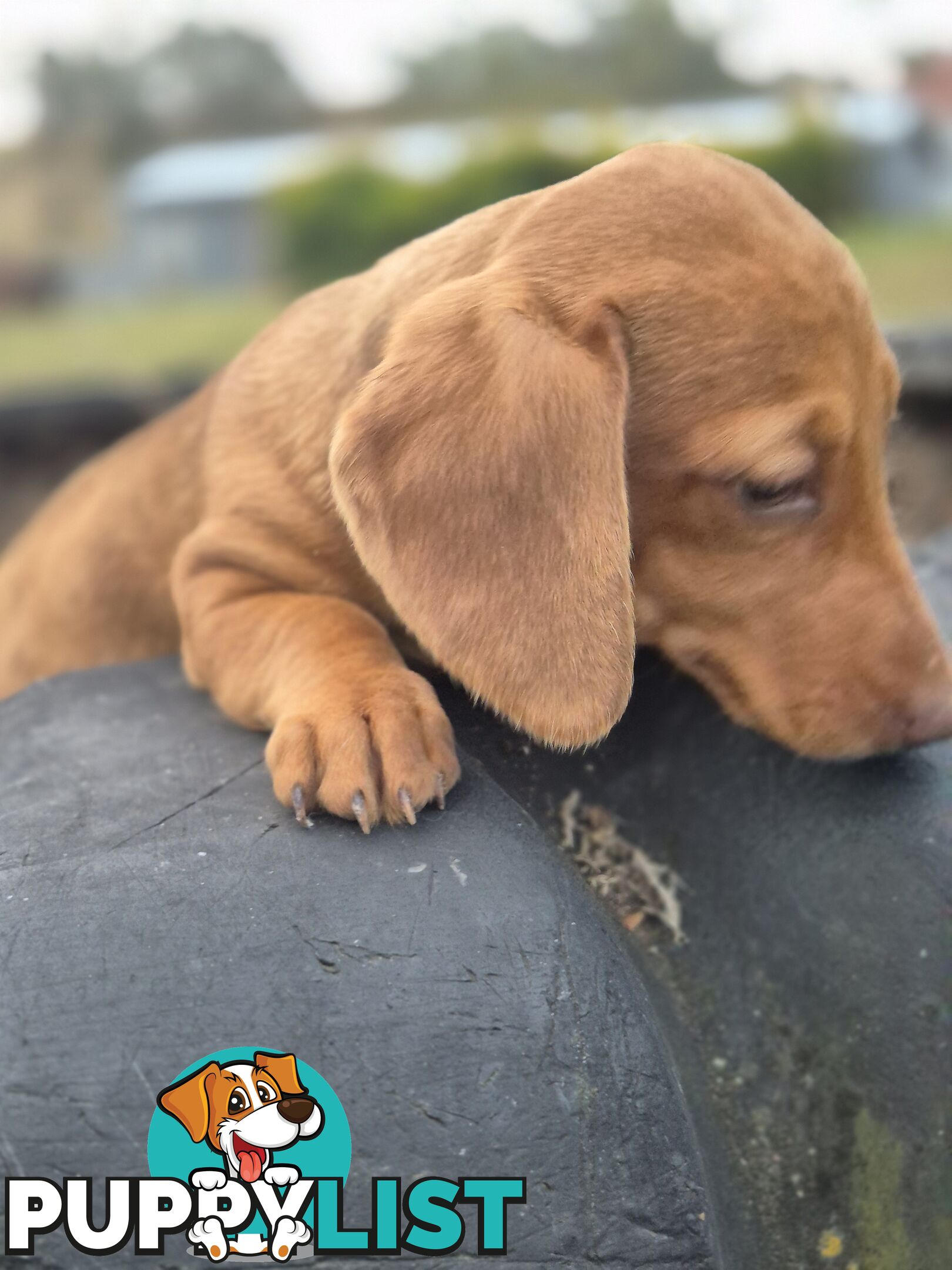 Beautiful Minature Dachshunds