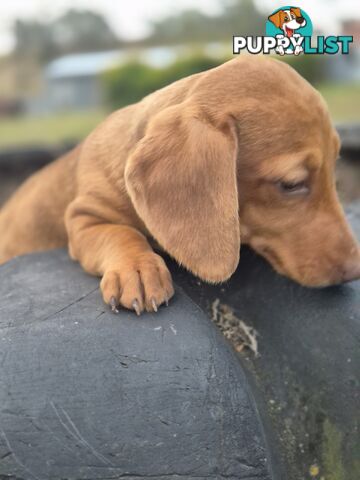 Beautiful Minature Dachshunds