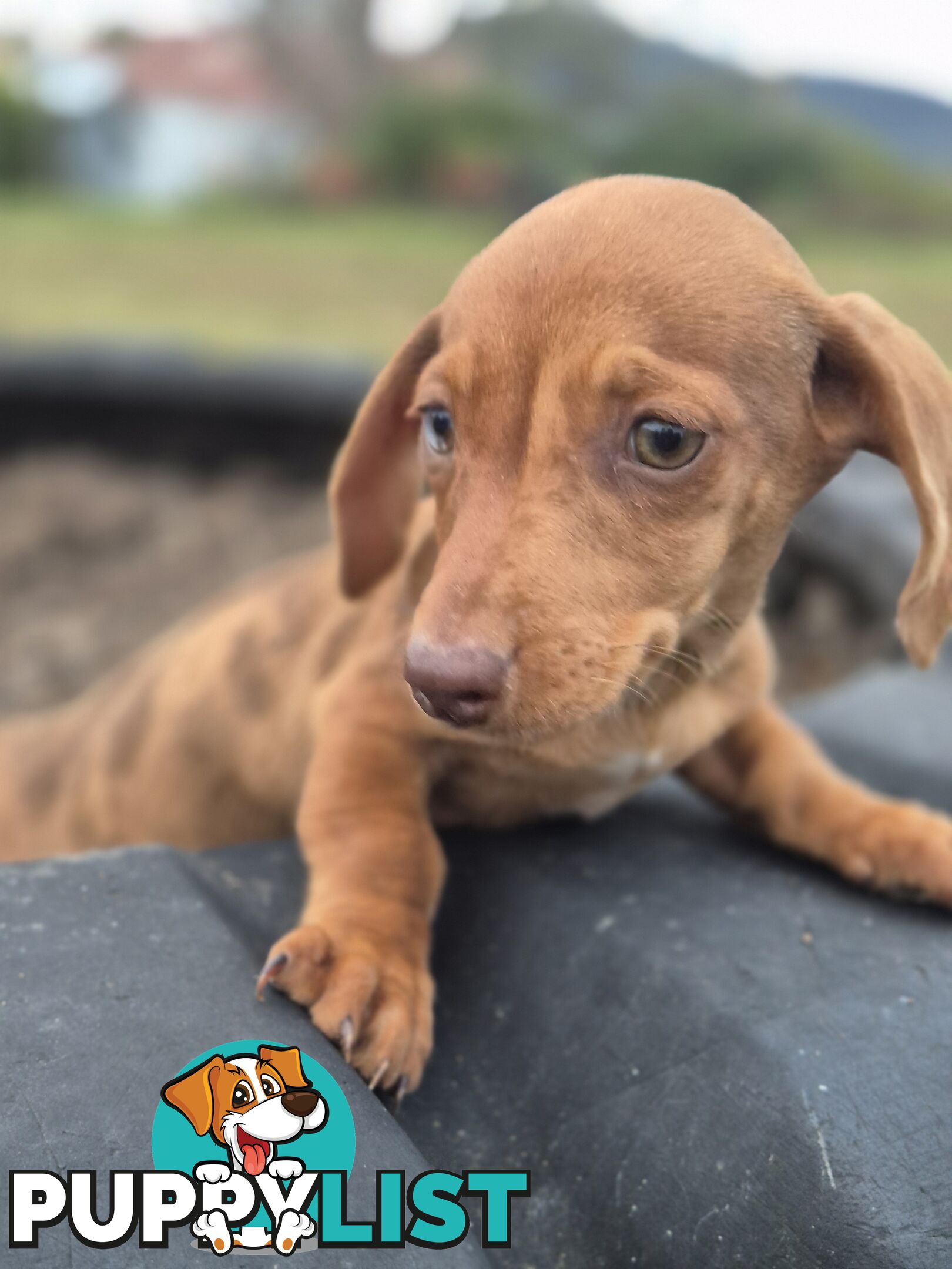 Beautiful Minature Dachshunds