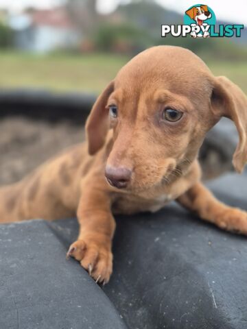 Beautiful Minature Dachshunds