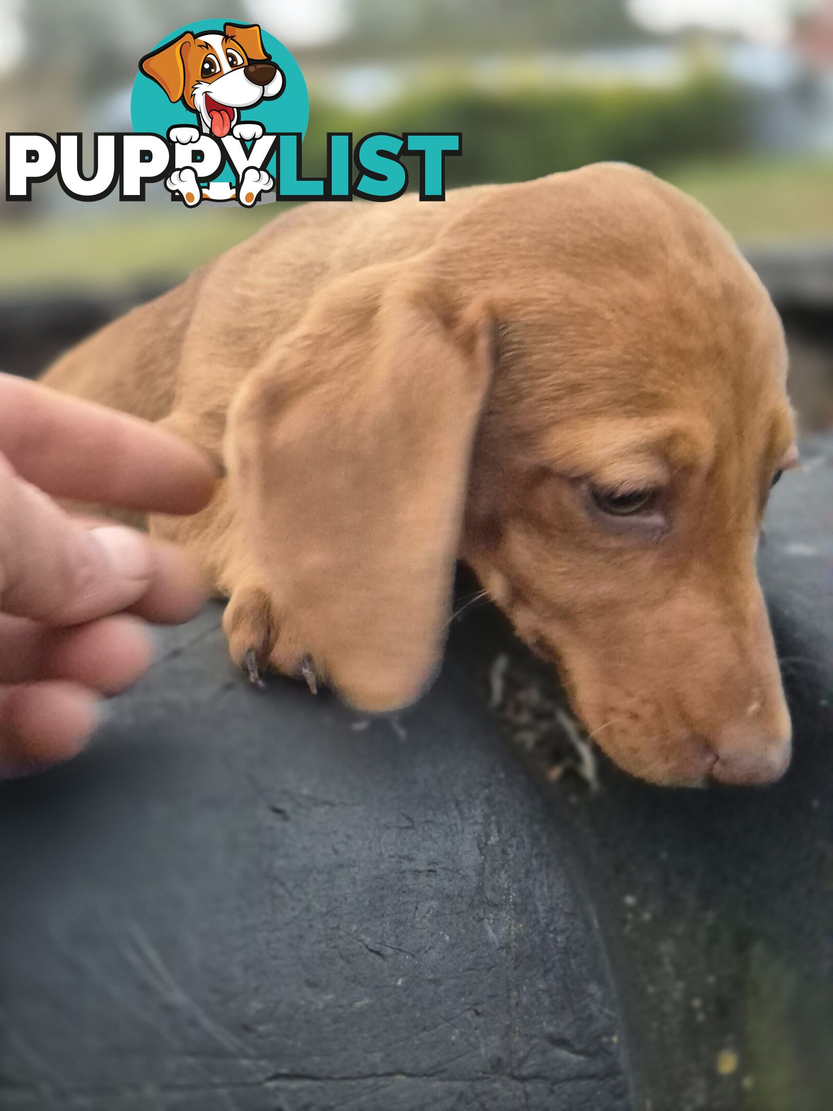 Beautiful Minature Dachshunds