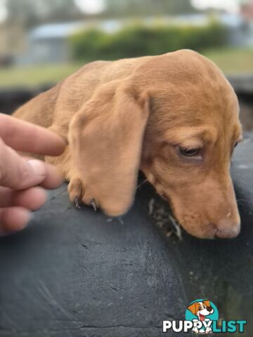 Beautiful Minature Dachshunds