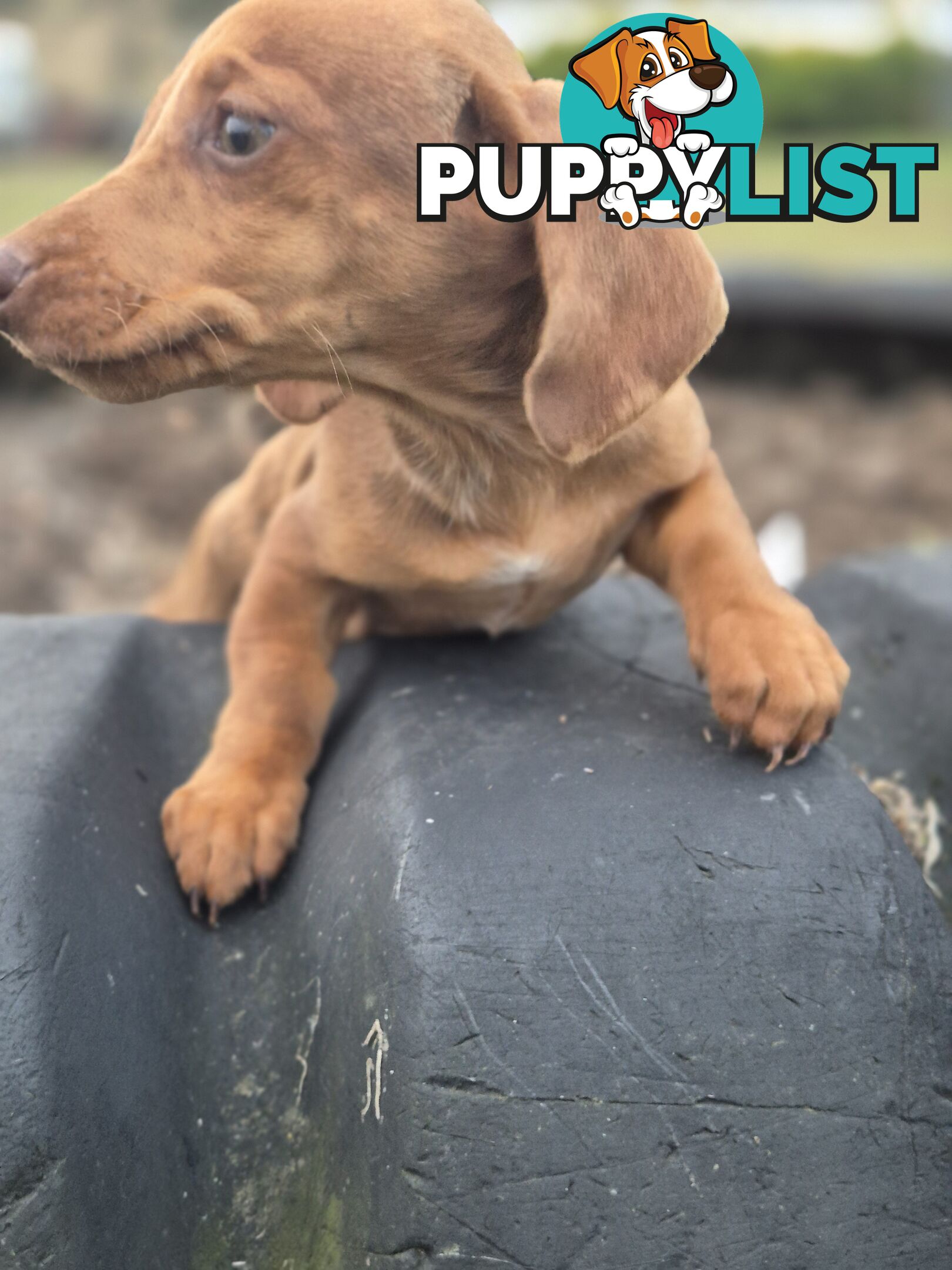 Beautiful Minature Dachshunds