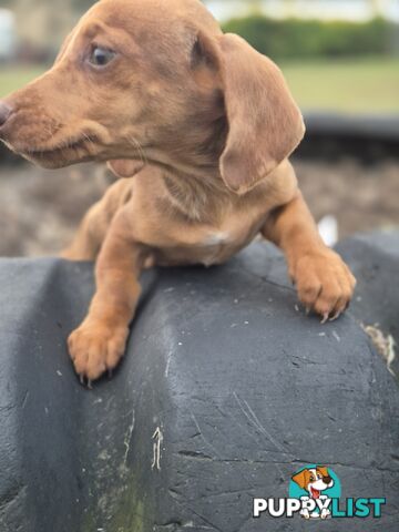Beautiful Minature Dachshunds