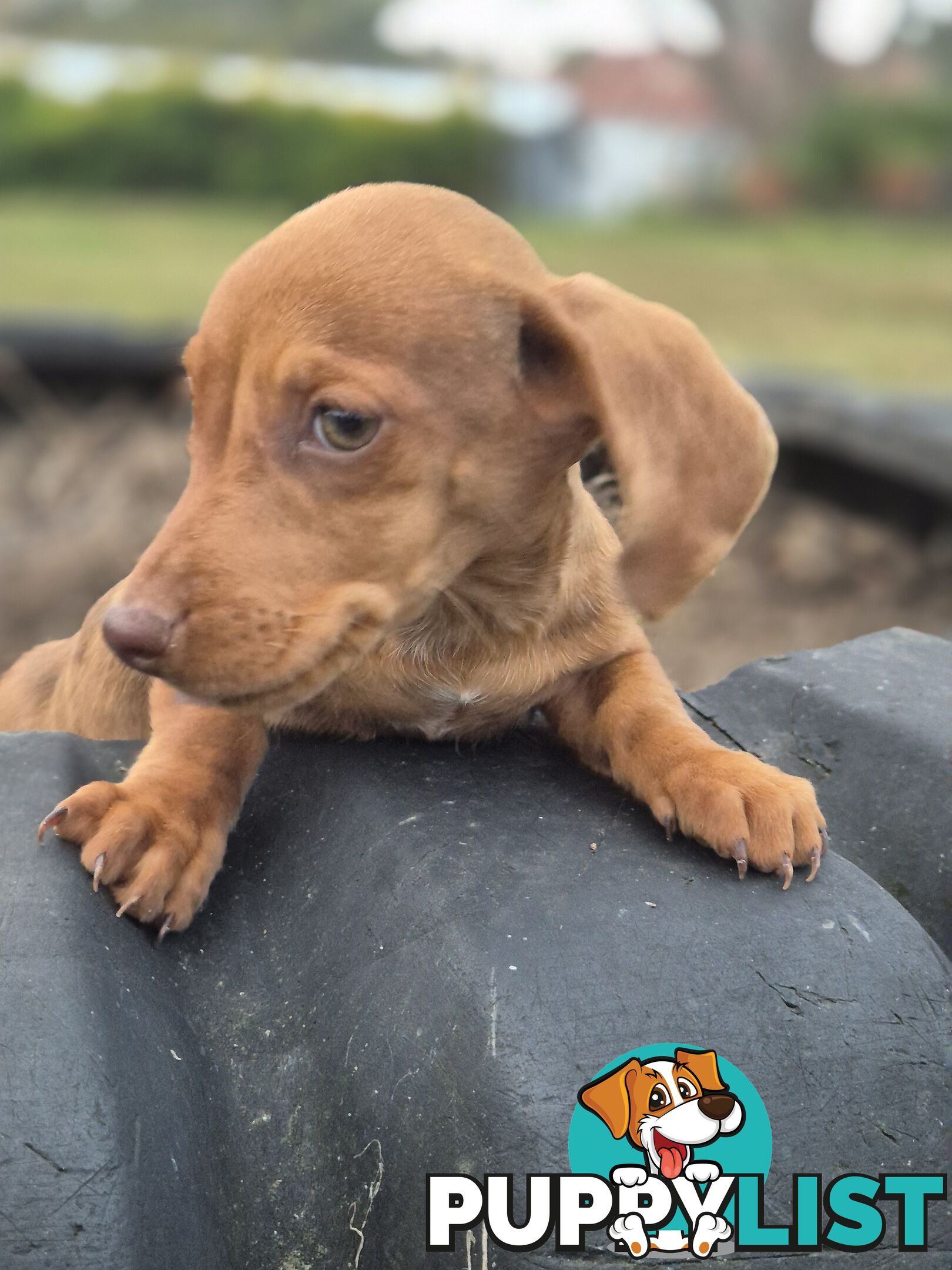 Beautiful Minature Dachshunds