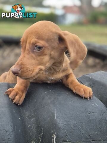 Beautiful Minature Dachshunds