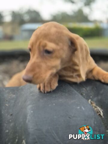 Beautiful Minature Dachshunds