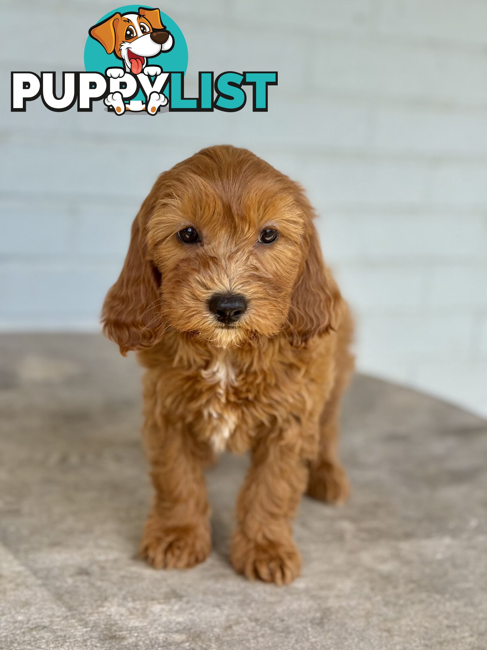 TINY TOY CAVOODLE PUPPIES