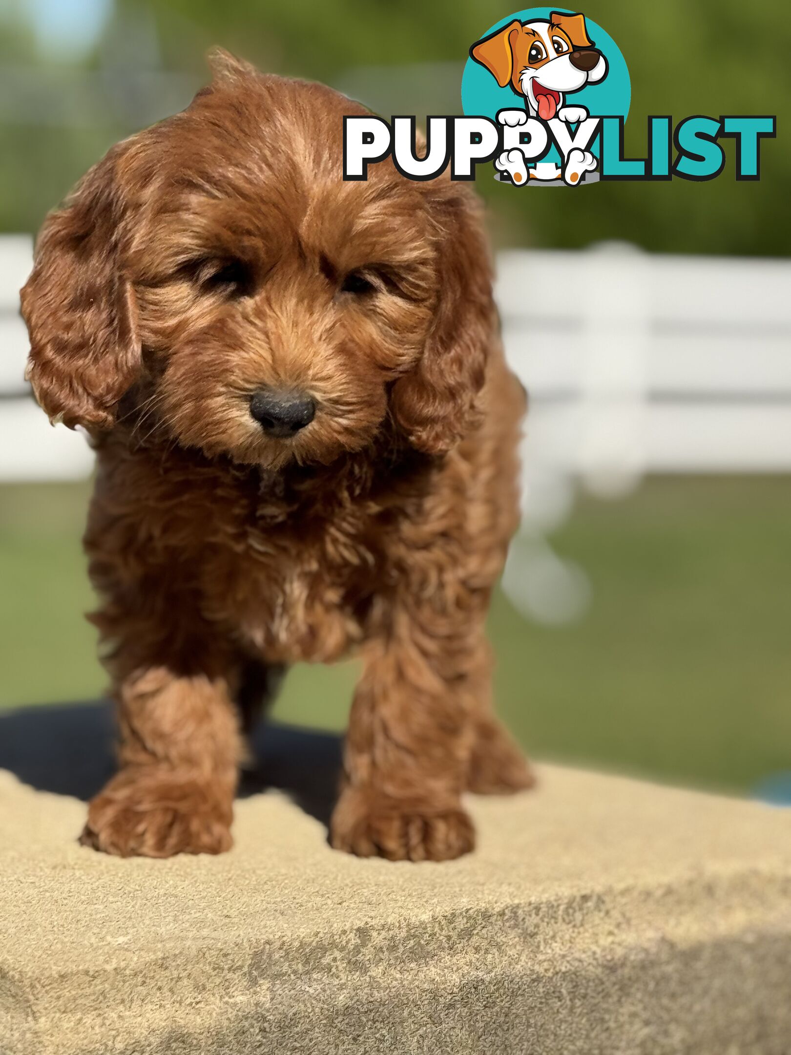 TINY TOY CAVOODLE PUPPIES