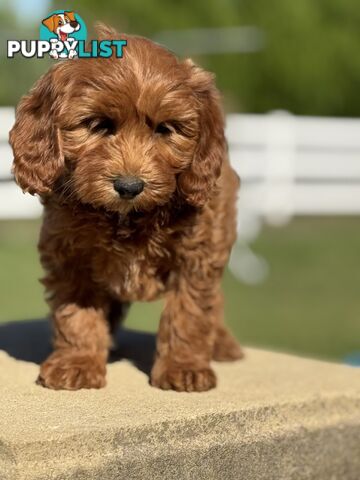 TINY TOY CAVOODLE PUPPIES