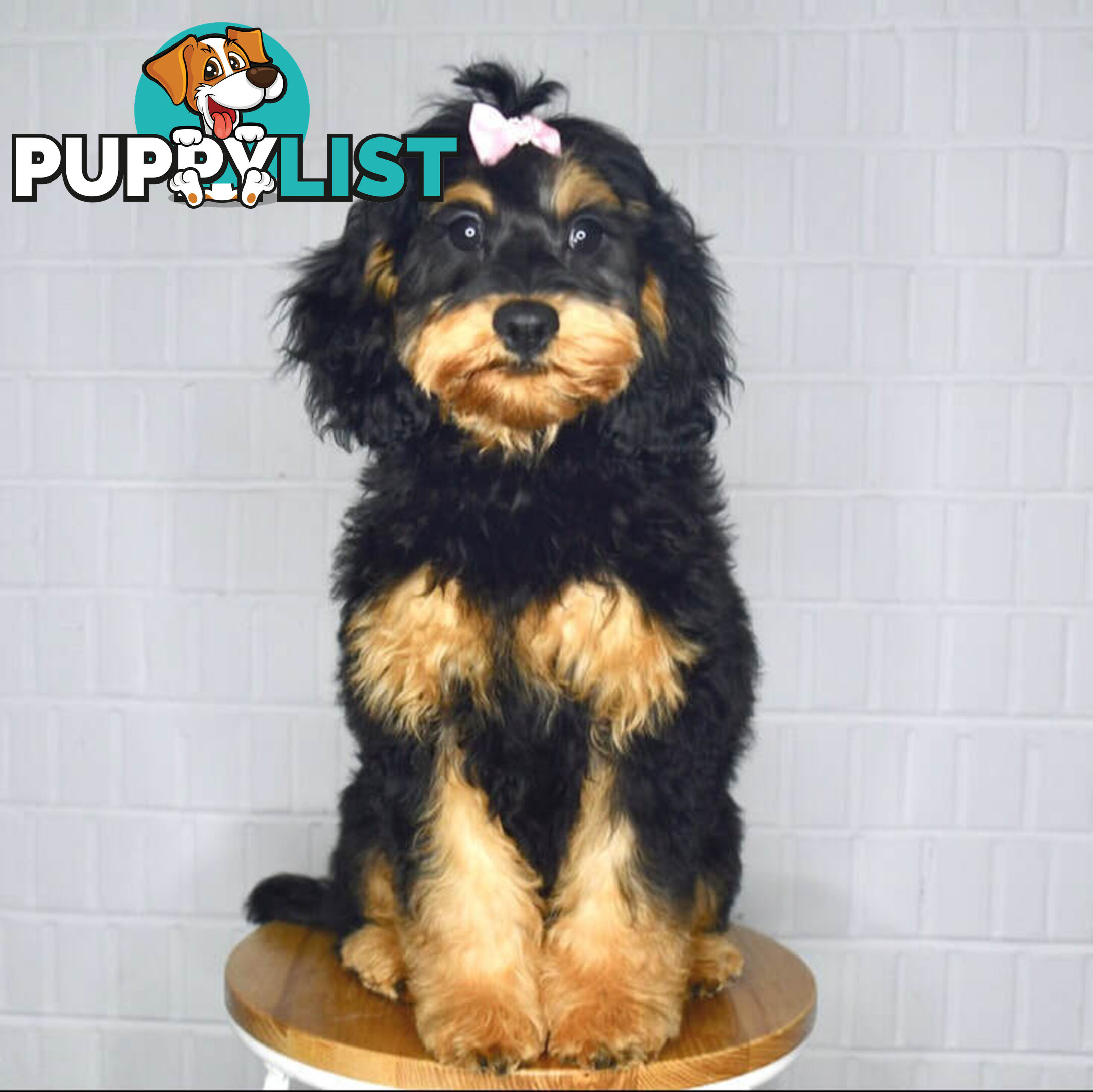 TINY TOY CAVOODLE PUPPIES